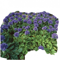 bylina Dzwonek skupiony B33