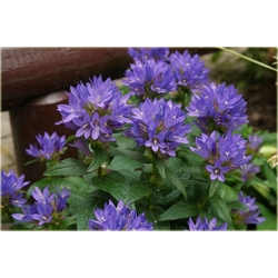 bylina Dzwonek skupiony B33