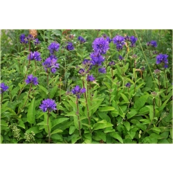 bylina Dzwonek skupiony B33