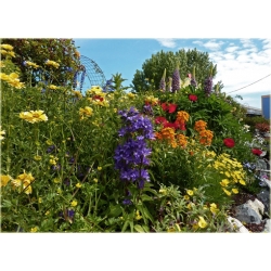 bylina Dzwonek skupiony B33