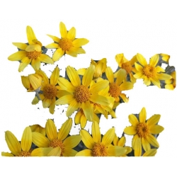 bylina Eriofil wełnisty B34