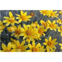 bylina Eriofil wełnisty B34