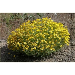 bylina Eriofil wełnisty B34