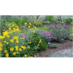 bylina Eriofil wełnisty B34