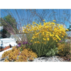 bylina Eriofil wełnisty B34