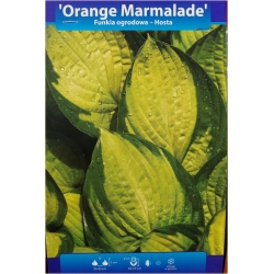 bylina Funkia Orange Marmaladeosta B405