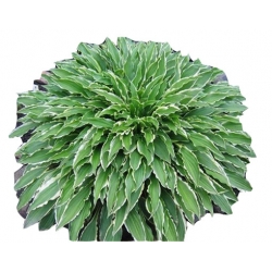 bylina Funkia Stiletto B114