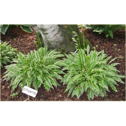 bylina Funkia Stiletto B114