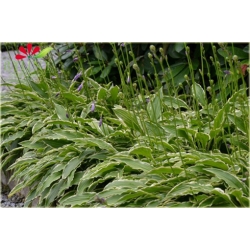 bylina Funkia Stiletto B114