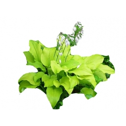 bylina Funkia Sun Power B103