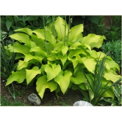 bylina Funkia Sun Power B103