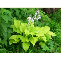 bylina Funkia Sun Power B103