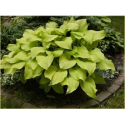 bylina Funkia Sun Power B103