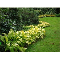 bylina Funkia Sun Power B103