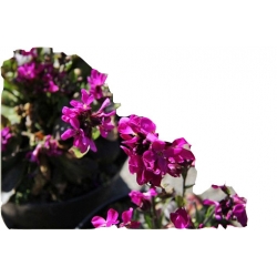 bylina Gęsiówka Rose Delight B123