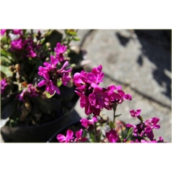 bylina Gęsiówka Rose Delight B123