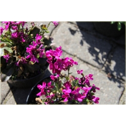 bylina Gęsiówka Rose Delight B123