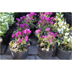 bylina Gęsiówka Rose Delight B123