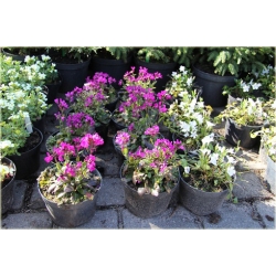 bylina Gęsiówka Rose Delight B123