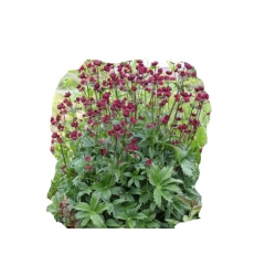 Jarzmianka Moulin Rouge Astrantia major