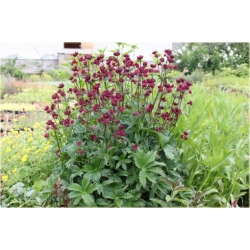 Jarzmianka Moulin Rouge Astrantia major