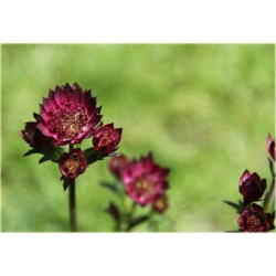 Jarzmianka Moulin Rouge Astrantia major