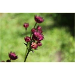 Jarzmianka Moulin Rouge Astrantia major