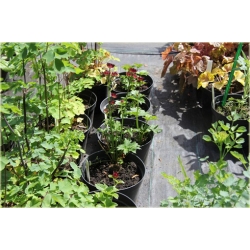 Jarzmianka Moulin Rouge Astrantia major