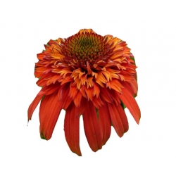 bylina Jeżówka Hot Papaya B132