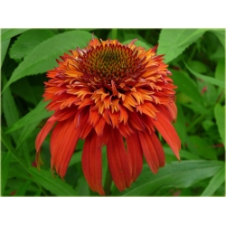 bylina Jeżówka Hot Papaya B132