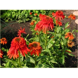 bylina Jeżówka Hot Papaya B132