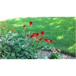 bylina Jeżówka Hot Papaya B132