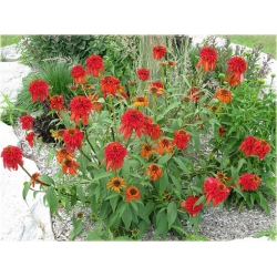 bylina Jeżówka Hot Papaya B132