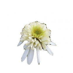 bylina Jeżówka kremowa Mozzarella B131