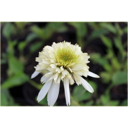 bylina Jeżówka kremowa Mozzarella B131