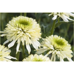 bylina Jeżówka kremowa Mozzarella B131