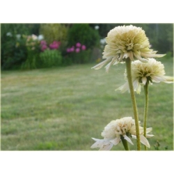 bylina Jeżówka kremowa Mozzarella B131