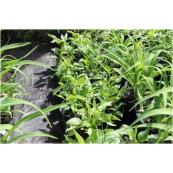 bylina Jeżówka kremowa Mozzarella B131