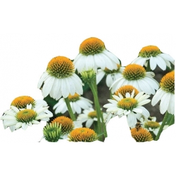 bylina Jeżówka purpurowa White B133