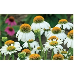 bylina Jeżówka purpurowa White B133