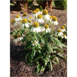 bylina Jeżówka purpurowa White B133