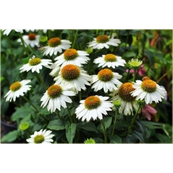 bylina Jeżówka purpurowa White B133