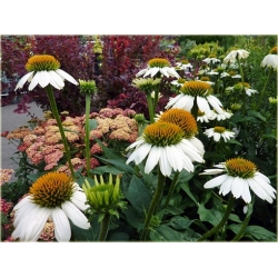 bylina Jeżówka purpurowa White B133