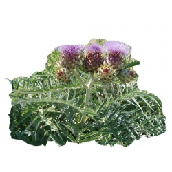 bylina Karczoch zwyczajny B423