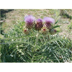 bylina Karczoch zwyczajny B423