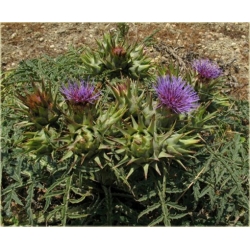 bylina Karczoch zwyczajny B423