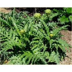 bylina Karczoch zwyczajny B423