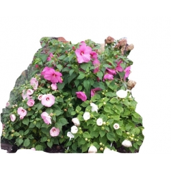 bylina Ketmia bagienna B193