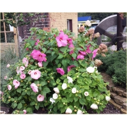 bylina Ketmia bagienna B193