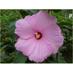 bylina Ketmia bagienna B193